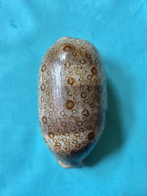 schöne Meeresschneke Cypraea argus, 89.2mm lang - groß