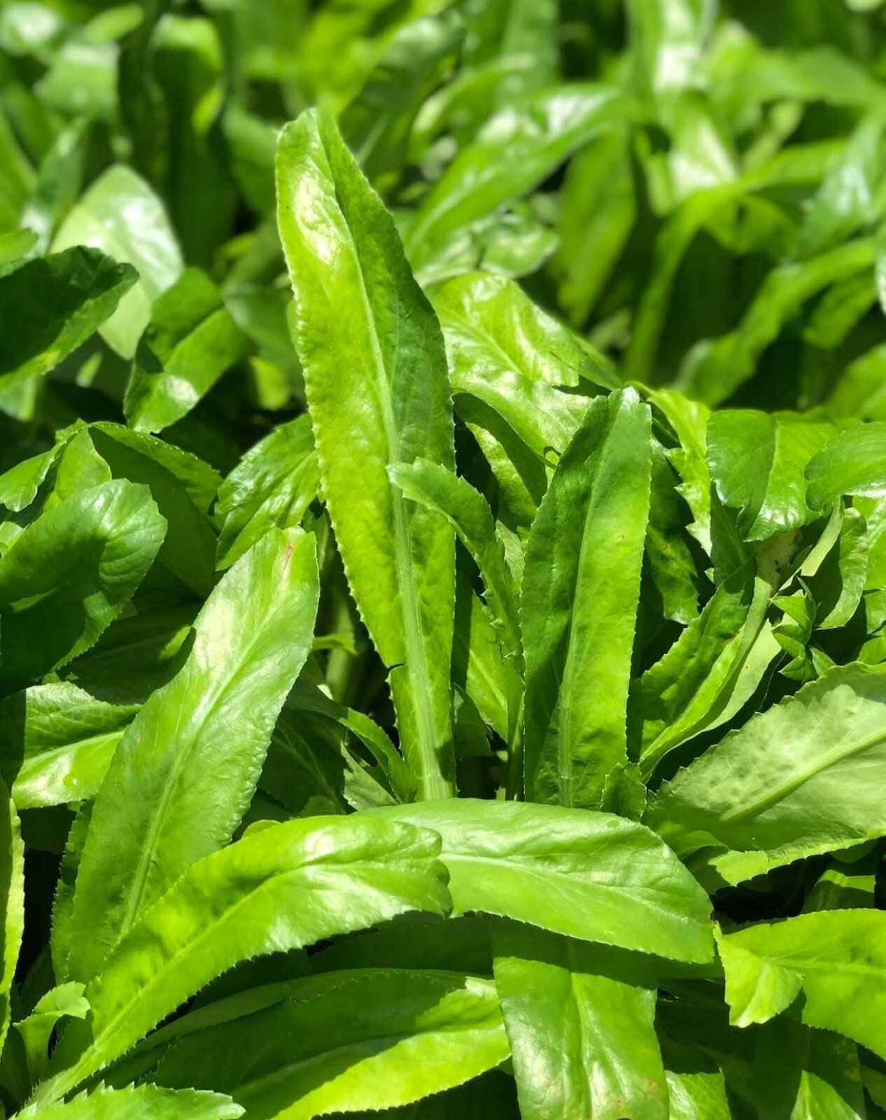 300+ Coriander Seeds Semillas de Culantro Recao Eryngium Foetidum