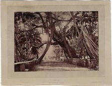 Indonesia java 19th photo INDONESIA A banyan tree - A banyan