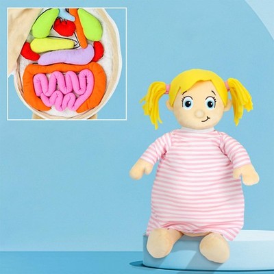 Menschlicher Körper Anatomie Modell 3D Puzzle Wissenschaft Lernspielzeug für Kinder Kind Zuhause