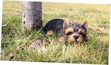 Hi- Line Gift 87710-M Yorkshire Terrier Puppy Sleeping Pet Pals Statue, Black