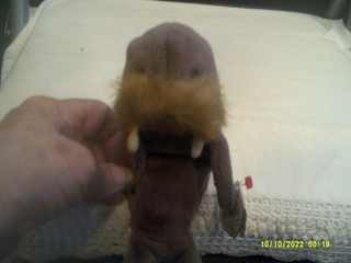 Vtg. Ty Beanie Baby Jolly the Walrus DOB 12/2/1996 org tags creased SHT