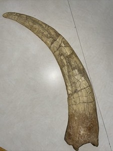 Large Dinosaur Claw Fossil Replica Therizinosaur 19”