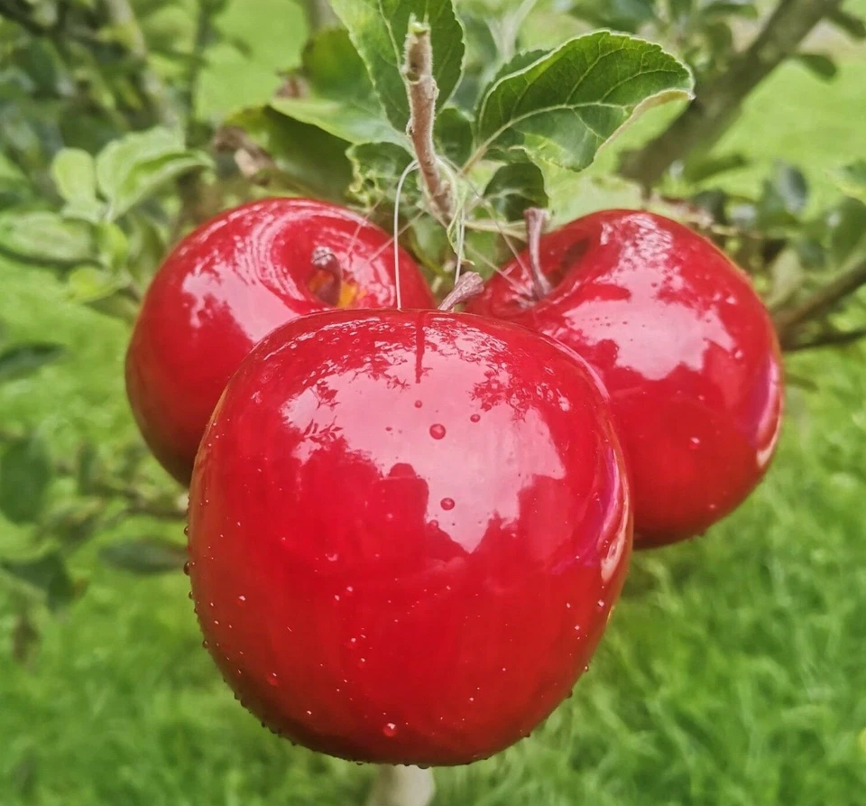 Hängen 3 x Äpfel Rot Glanz 6,5 cm Atrappen Dekoration Kunstobst Dekofrüchte Deko - Bild 2 von 4