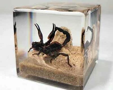 Scorpion in Resin Cube, Diorama Display, Oddities, Herterometrus Spinifer
