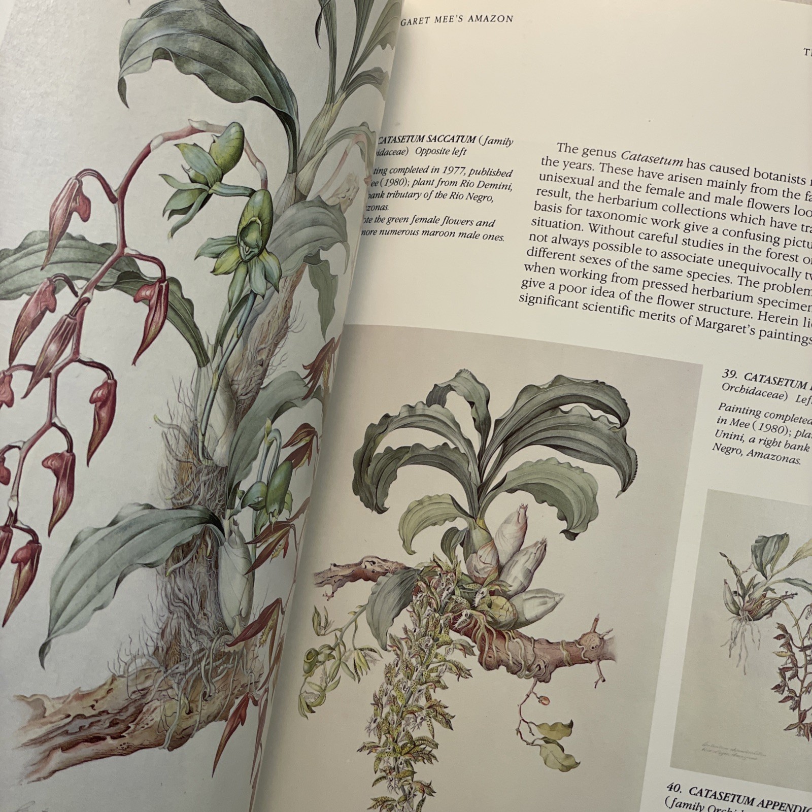 Margaret Mee's Amazon - S.J. Mayo, Royal Botanic Gardens Kew, PB Book, Mee