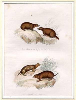 La Marmotte du Cap, le Bobak, le Souslik, le Hamster - handcolorierter Stahlstic