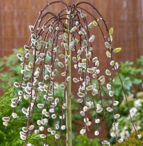 2x Dwarf Weeping Willow Tree Hardy Salix Kilmarnock Standard Plants 4-5ft