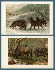 Wolves and bison 2 antique chromo lithographs 1898