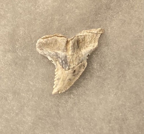 White Fossil Hemipristis Snaggle Shark Tooth from Baja California, Mexico - Picture 2 of 6