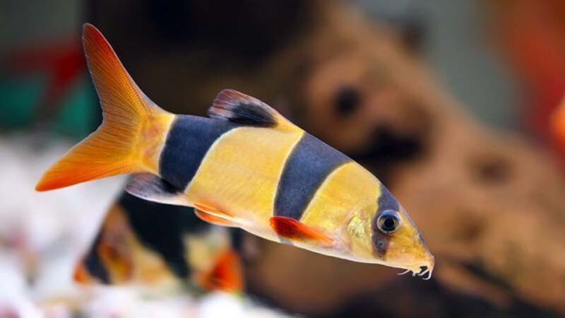 1 MONSTER Botia live aquarium fish Chromobotia macracanthus