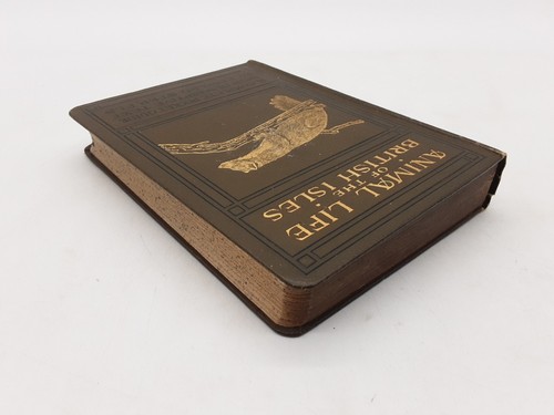 Animal Life of the British Isles by Edward Step 1924 2nd impression hb - Picture 3 of 11