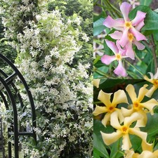 200 Mixed Star Jasmine Flower Seeds for Planting Climbing