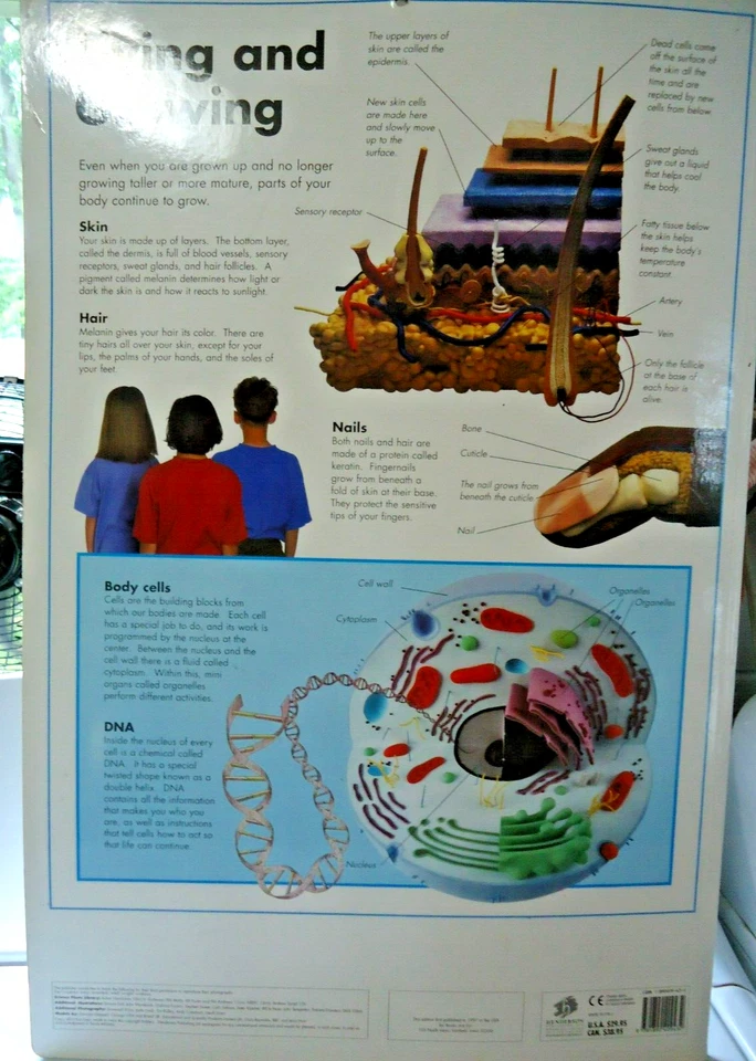 1997 How Your Body Works 16" X 24" made in Italy, HC educational Big board book - Image 2 of 4