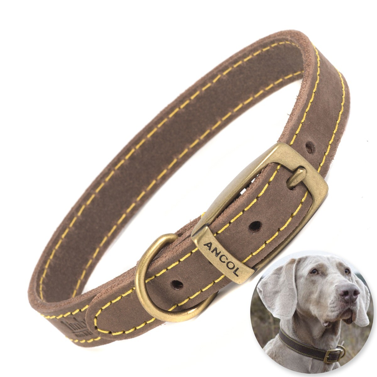 REAL LEATHER TIMBERWOLF DOG COLLAR 26cm31cm Small Breed Jack Russell Dachshund eBay