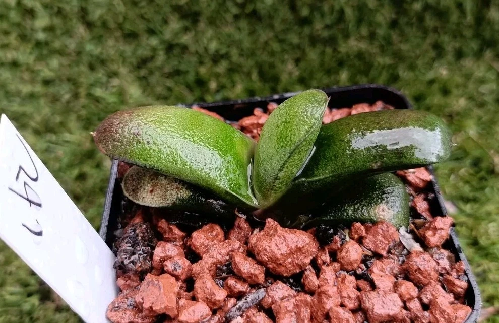 Gasteria glomerata Plant #62, mature 5+ years old plant, cute Succulent
Opens in a new window or tab