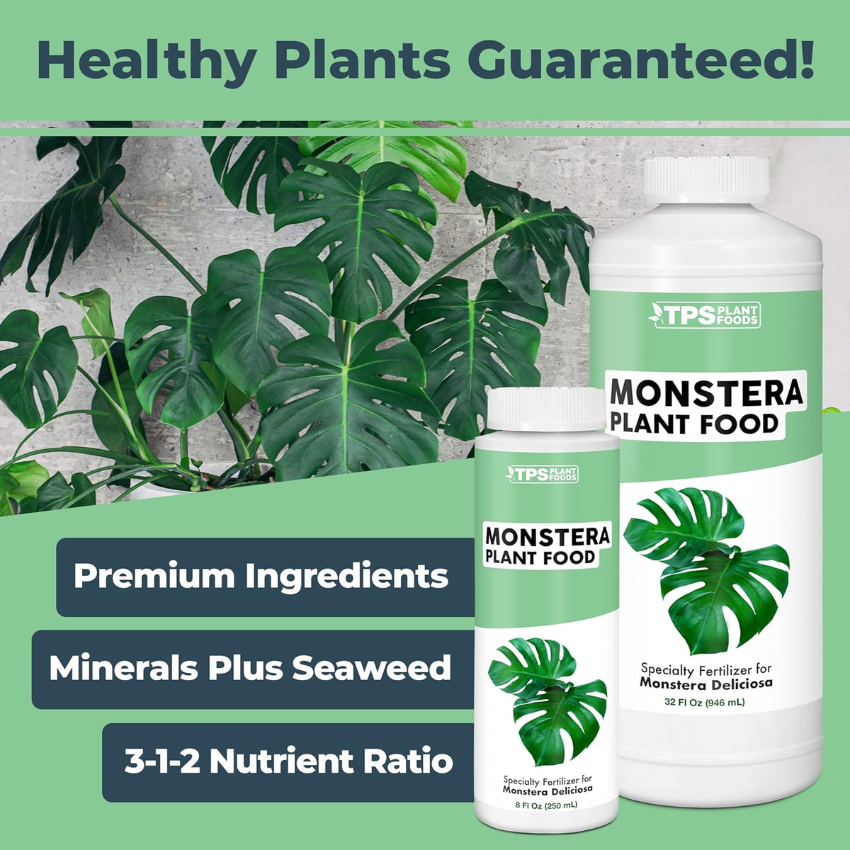 philodendron sunset Philodendron verrucosum “Amazon Sunset” – AABexotics main image 0