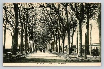 Lucca Italy Cortina delle Mura Tree Lined Promenade Avenue Vintage Postcard
