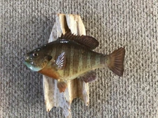 Taxidermy 10.5" Bluegill Fish on Driftwood By Lax Taxidermy Conover WI