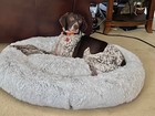 Large Overstuffed Donut Dog Bed w/Extra Support & Washable - 41" x 27"