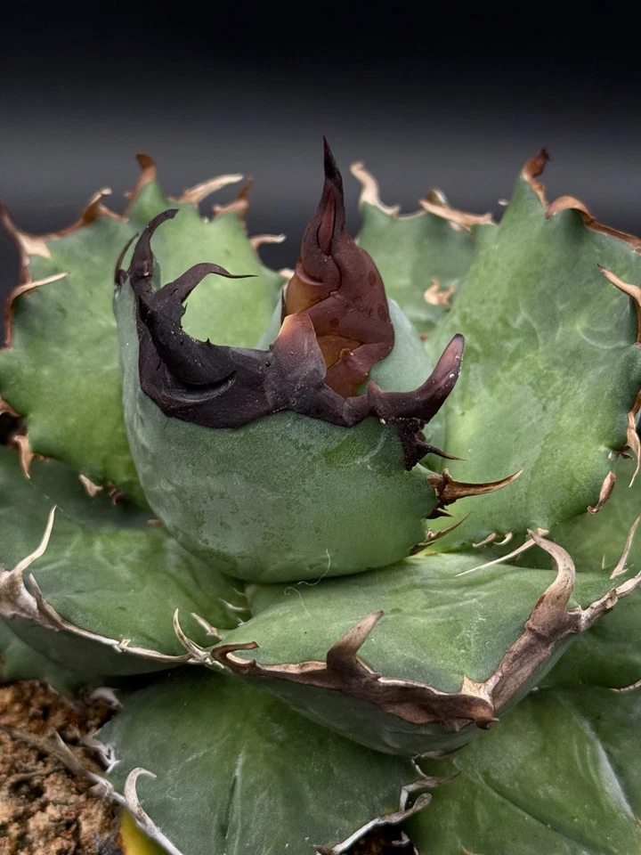 Agave oteroi seedling Grade A specimen Black Spines!/titanota/oaxaca/ariocarpus - Image 3 of 4