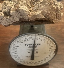 Terrarium Natural Cork Bark 6-8  W x 8-1/2  L  1-1/2   thick 1 lb.