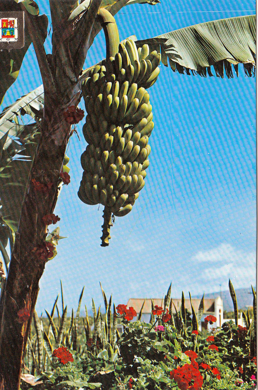 BG11986 Gran Canaria Platanos y Flores España