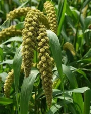 5 lb. German Millet Seed Wildlife Food Plot Seeds Forage Upland Birds