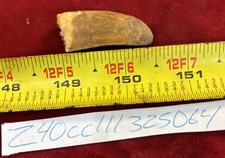 Rare Carcharodontosaurus Dinosaur Tooth T Rex Cousin 95 Mil Yrs Fossil 1 3/8”