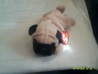 Vtg. Ty Beanie Baby-Pugsly the Pug-org tags-DOB 5/2/96