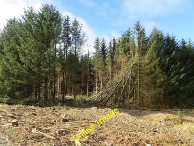 Photo 6x4 Newly felled trees, Wauchope Forest Southdean Some felling is t c2014