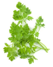 Herb - Chervil, plain - 50g to 5 Kg -
