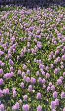 10 Plants Water Hyacinth Floating Koi Pond Fish Aquatic Filtration