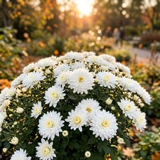 50 carefully packed Snow White Chrysanthemum Seeds - Beautiful Garden