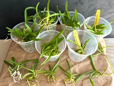2 Orchid Vasco. (Mishima Lime x Perr. Luke Thai) 'Boy' Vanda Compact grower