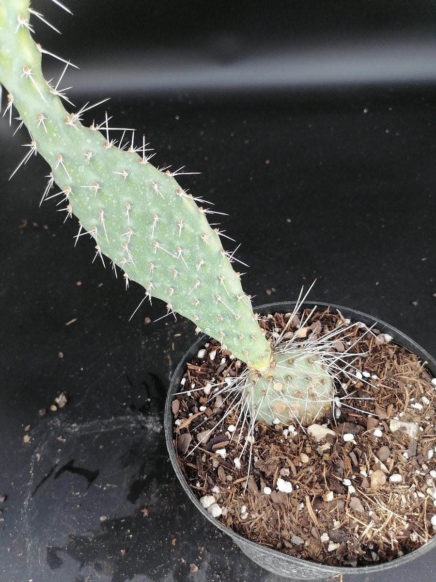Opuntia phaecantha 'Fremont' Cactée en Conteneur de 2,5 Litres