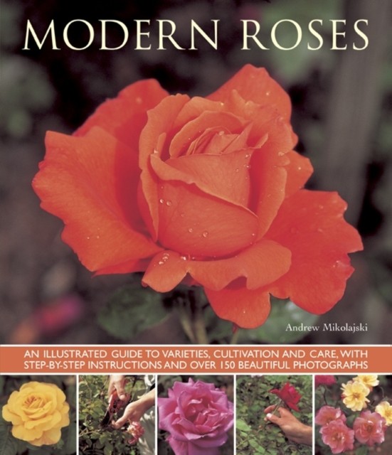 Modern Roses by Andrew Mikolajski PAPERBACK 9781780192727