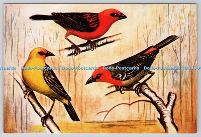 D333172 Die Körpervögel von Mauritius und Rodrigues. Kardinal. Oiseau Jaune de Rod