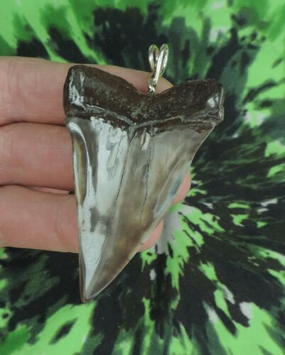 Mako Sharks Tooth Pendant SUPER NICE!! NO RESTORATIONS fossil sharks teeth - Picture 6 of 7