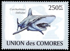 COMORO ISLANDS 1101b - Blacktip Shark "Carcharhinus limbatus" (pb90099)