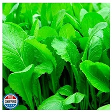 500 Florida Broadleaf Mustard Seeds | Non-GMO | Heirloom | Instant Latch Gard
