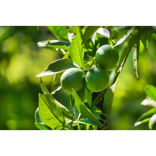 Florida House Plants Persian Lime Tropical Tree - Thumbnail 3