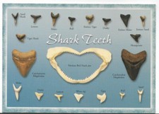 SHARK TEETH FROM FOSSILIZED & LIVING NAMED SHARKS