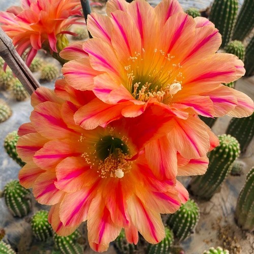 Cactus Succulent Plant Garden beautiful flowering Plants 5-6cm - Afbeelding 2 van 5