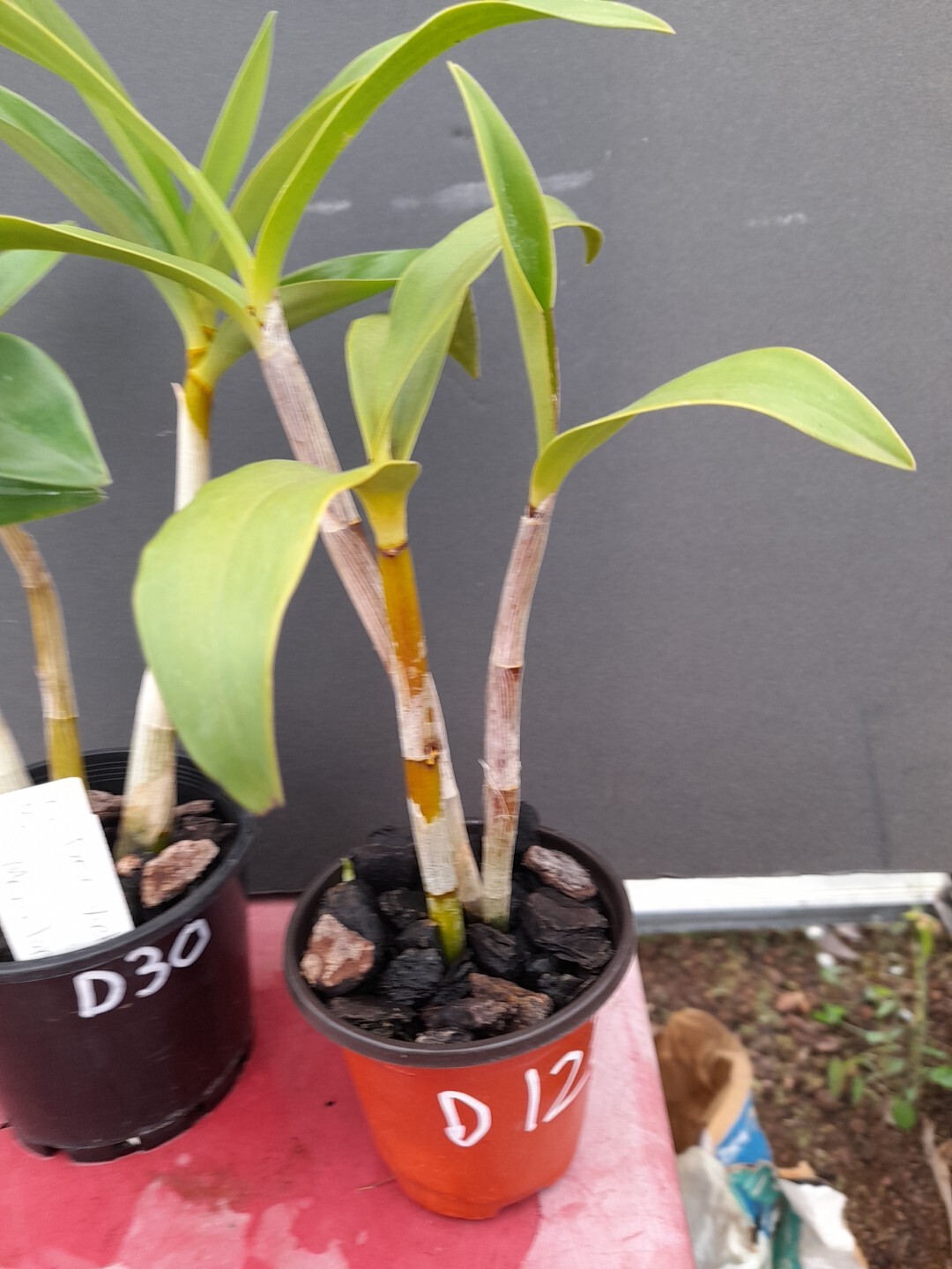 dendrobium orchids X 2 Plants eBay
