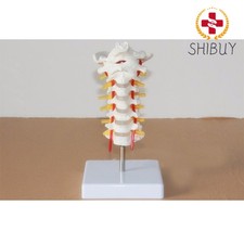 Anatomical Model Cervical Vertebra Model Cervical Spine with Neck Artery