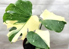 Monstera Thai constellation live plant , Variegated Monstera- in 3" pot