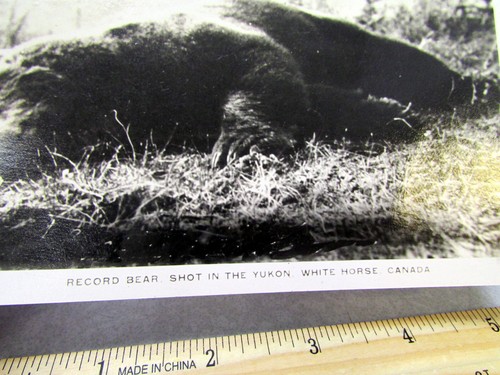 Tarjeta postal con foto real de colección RPPC, 1943 Record Bear Shot en Yukón Canadá - Imagen 2 de 4