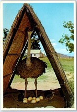 Postcard - Eggs and Southern Ostrich Standing in Shed