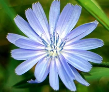 CHICORY Cichorium Intybus - 15,000 Bulk Seeds